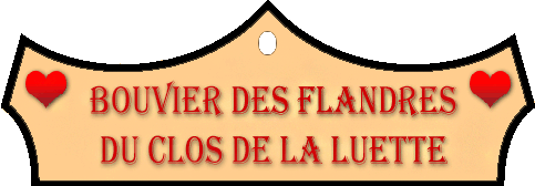 SITE WEB ELEVAGE DU CLOS DE LA LUETTE SPECIALISE POUR LE BOUVIER DES FLANDRES © COPYRIGHT DEPOSE